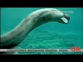 rare-deep-sea-frilled-shark-dying.html