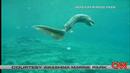 rare-deep-sea-frille