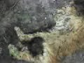 R.I.P. Dead Cat Nekromantix - Nice day for a resurrection R.I.P. Dead Cat Nekromantix - Nice day for a resurrection