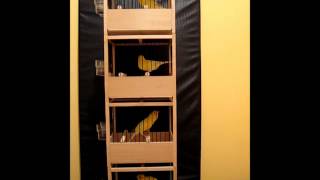 Kanarki Harceńskie - Czeladź 2012 - Część 4 