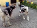 Zobacz video