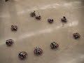Robot Dance Moves -- George School, 2008
