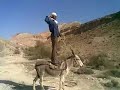 hamid hamid