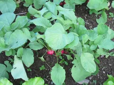 how to harvest radishes