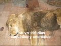 maltrato animal
