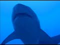 Grey Nurse Sharks
