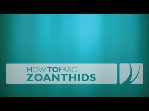 how to take care of zoanthids