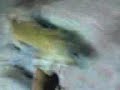 MOV00411.3GP