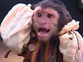 cotton eyed joe  barbossa