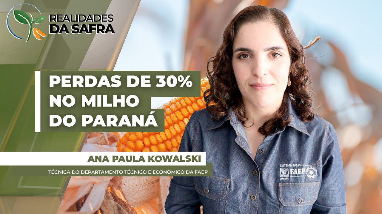 Região Oeste do Paraná enfrenta 1 mês de estiagem e algumas localidades já têm perdas de 30% no milh