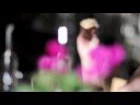 Nikon D90 Video Test