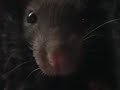 My rats again My rats again