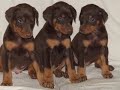 Chien classé ou dit dangereux