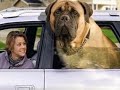 Chien classé ou dit dangereux