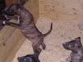 Chien classé ou dit dangereux