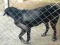 Gustavo - Farus e Scooby Gustavo - Farus e Scooby