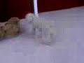 Consolador canino