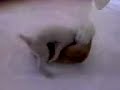 Consolador canino
