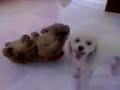 Consolador canino