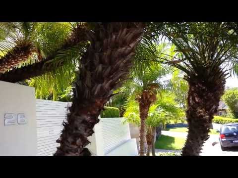 how to transplant pygmy date palm