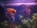 Stingray Aqua Marina Fish tank