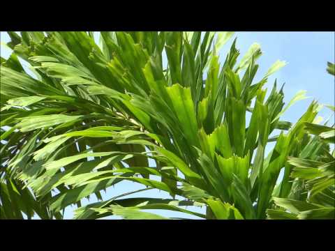 how to fertilize foxtail palm