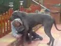 great-dane-and-yellow-lab-tug-on-rope.html