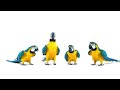 Telus Ad - macaws brand new dance
