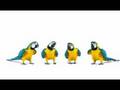 Telus Ad - macaws brand new dance