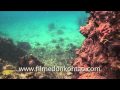 A welshman In Koh Tao 2010
