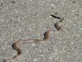 snake snake