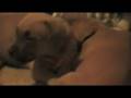 videos de Blue Emporer Kennels- Puppies