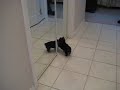 Zola Belle Seeing Herself in the Mirror...