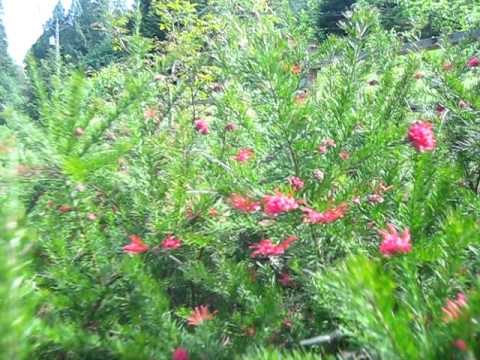 how to transplant gymea lily