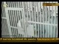globovisión emitió video los invasores edif  cedíaz