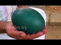 An egg of Emu bird in a farm near Palakkad state, Kerala, India. For more details click on - www.indiavideo.org