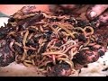 Earth Worms