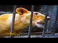 MUST SEE Real Lion Attack