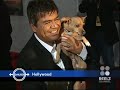BEVERLY HILLS CHIHUAHUA PREMIERE BEVERLY HILLS CHIHUAHUA PREMIERE