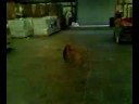 Vizsla vs. skateboard