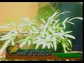JARDINERIA TROPICAL: EL HELECHO PLATEADO (Pteris Argyrea)