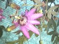 Bees Pollinating Passionflower