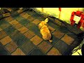 Click here to watch this video Toy Poodle coughing and it ain't a collapsed trachea.