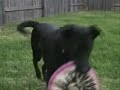 Roxy kickin some frisbee butt Roxy kickin some frisbee butt