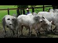 INTERCAMBIO GANADERO ENTRE DE TENOSIQUE Y GUATEMALA