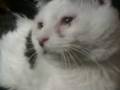 videos de carmelo 4.3gp