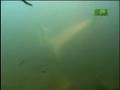 Fooled by Nature - Bull Shark