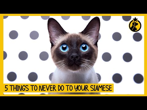 5 Things You Must Never Do to Your Siamese Cat