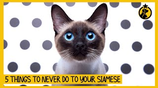 5 Things You Must Never Do to Your Siamese Cat