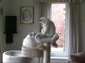 Birman kitten battles for climber